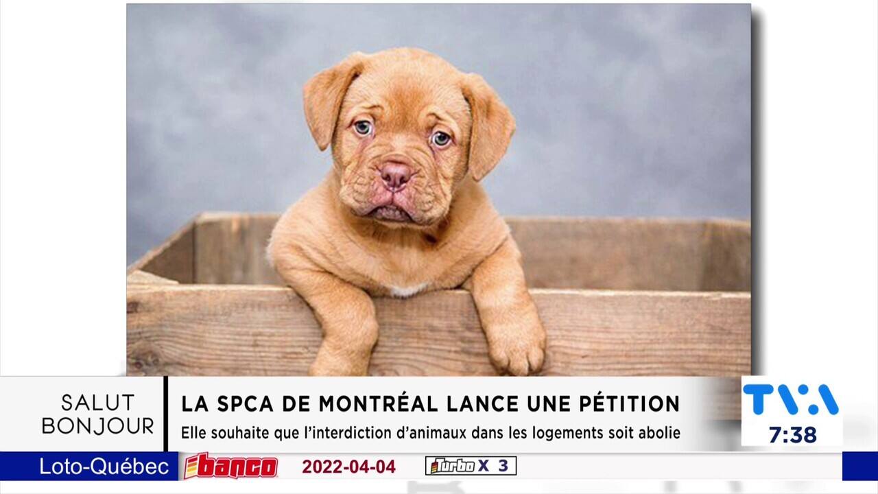 SPCA campagne