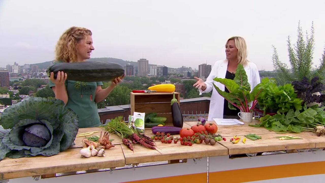 POTAGER: Comment maximiser les récoltes de légumes?