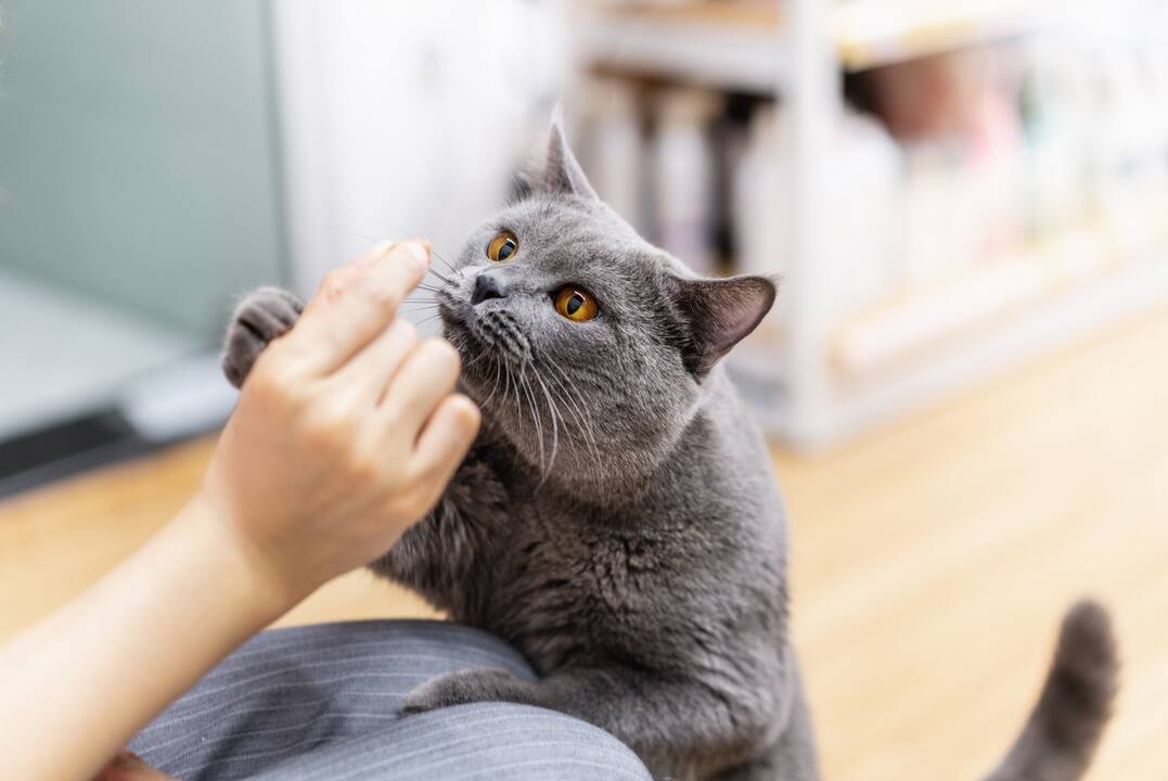 Pourquoi le bol de nourriture n'est pas idéal pour les chats