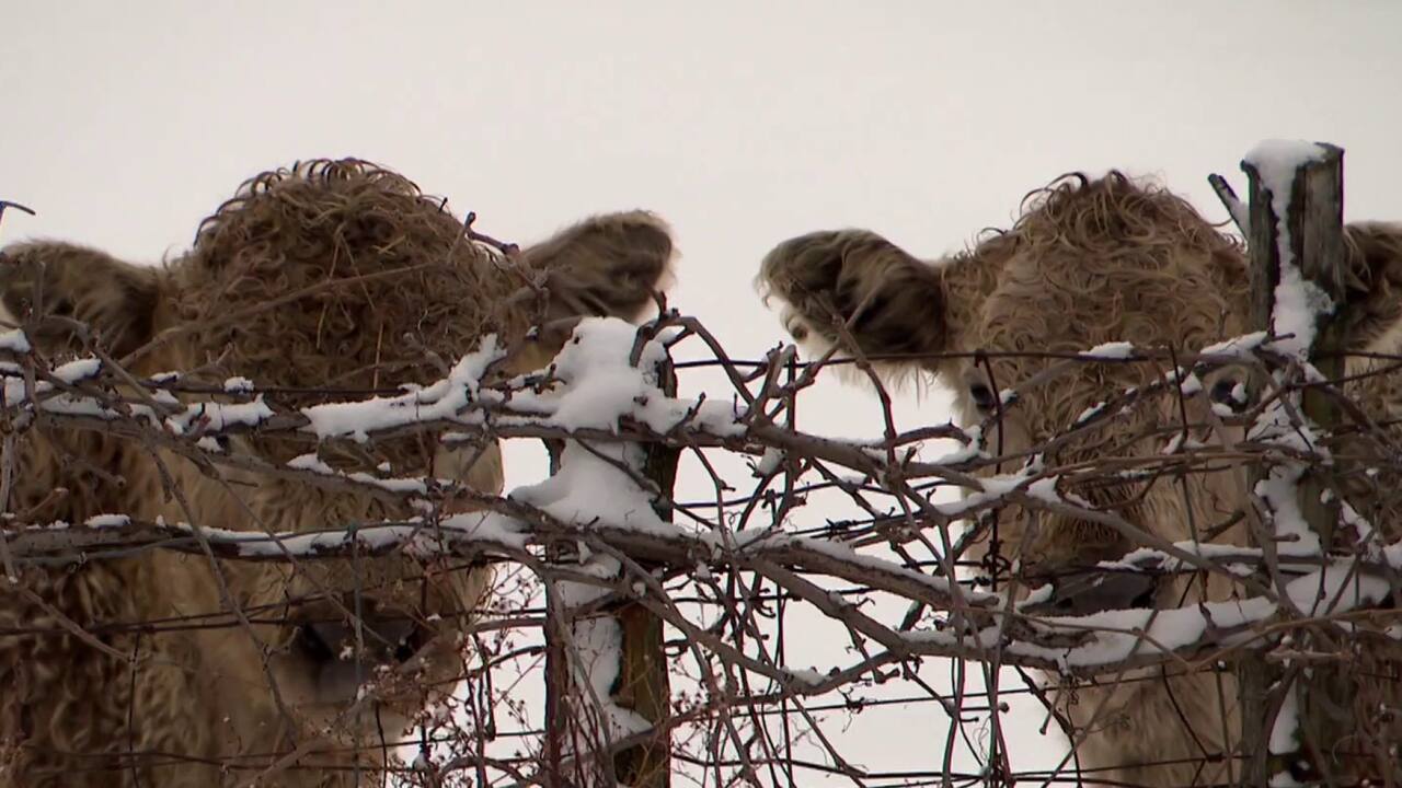 Vaches en cavale retrouvées