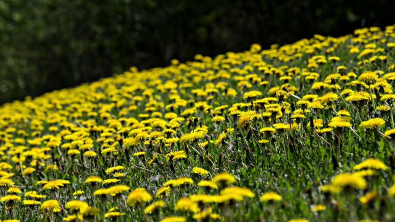 Le pissenlit le mal-aimé