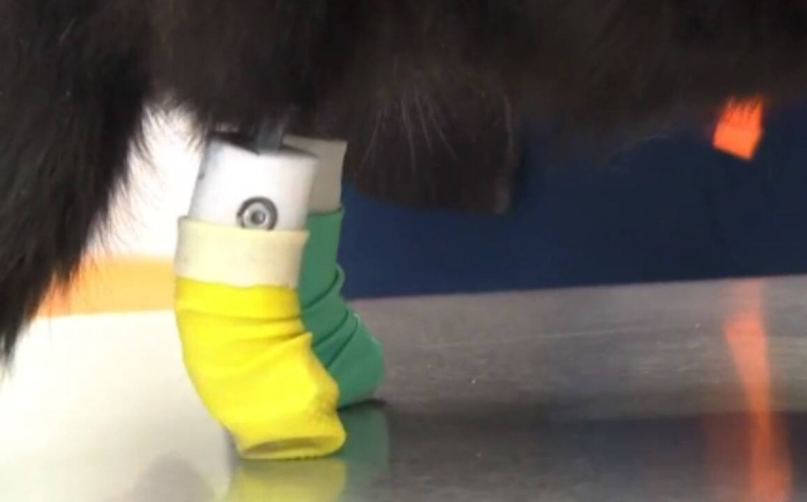 Les nouveautés médicales chez les animaux 