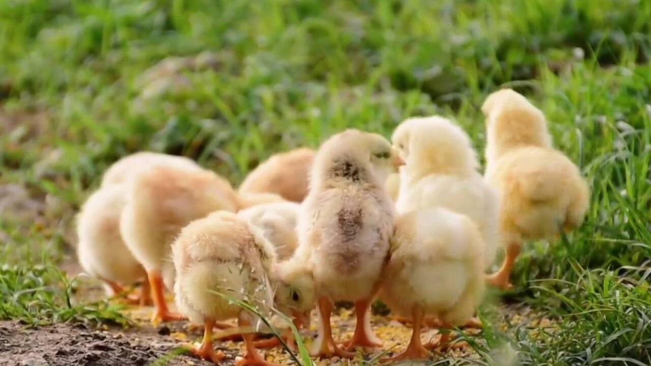 poussins jaunes