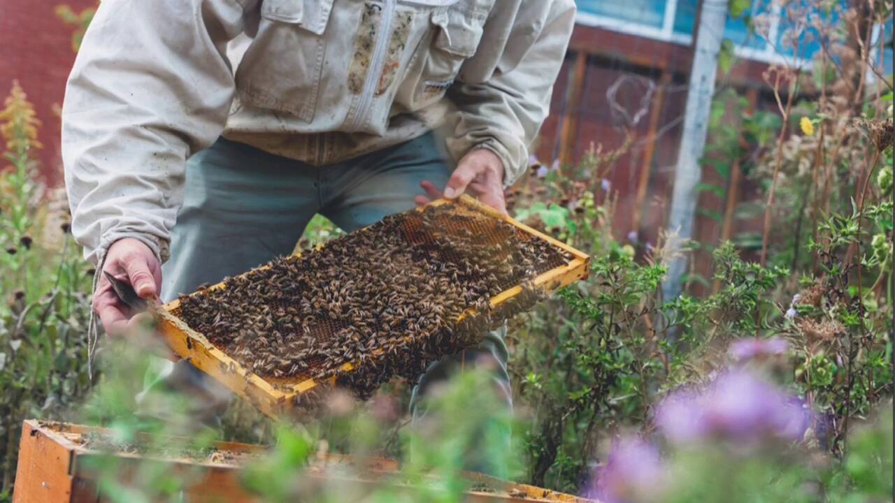abeilles biodiversité