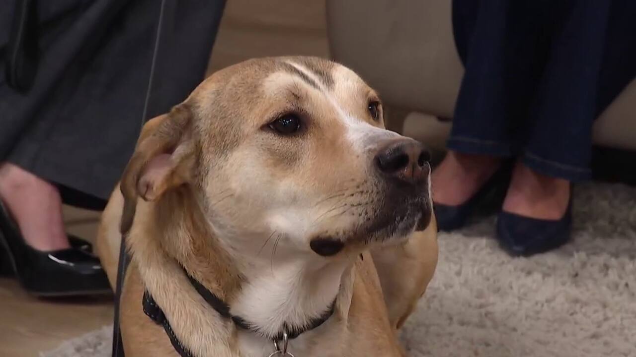 bureau enquête SPCA