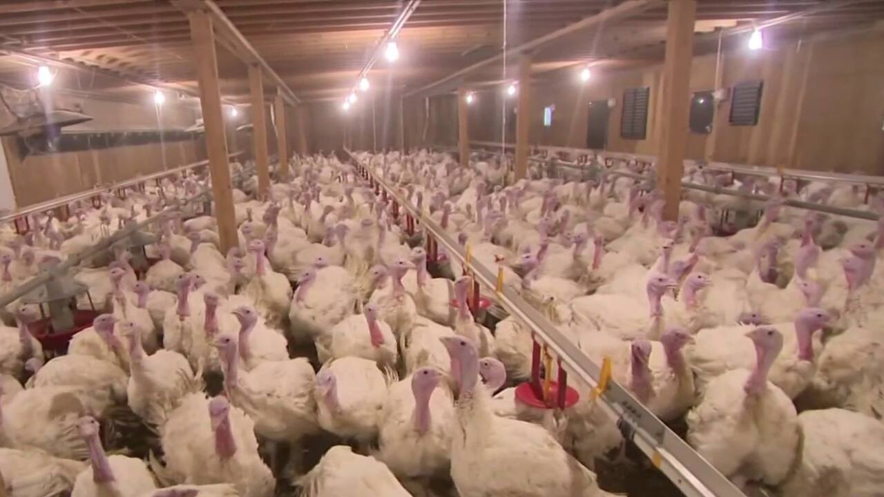 Grippe aviaire hausse 