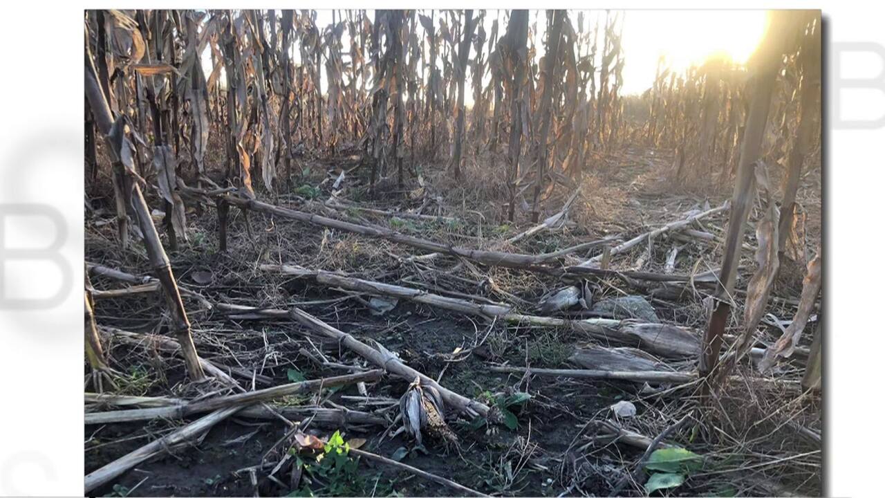 7h35 - Des vaches en cavale 