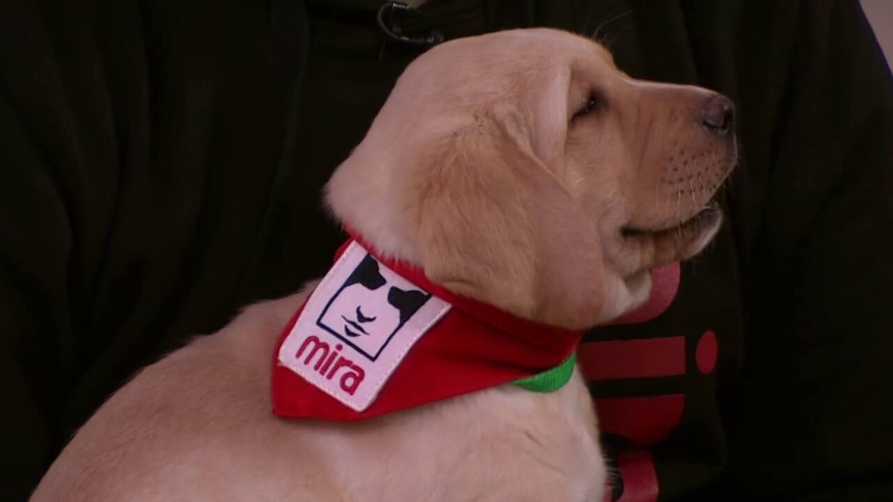 La fondation Mira est à la recherche de familles d'accueil