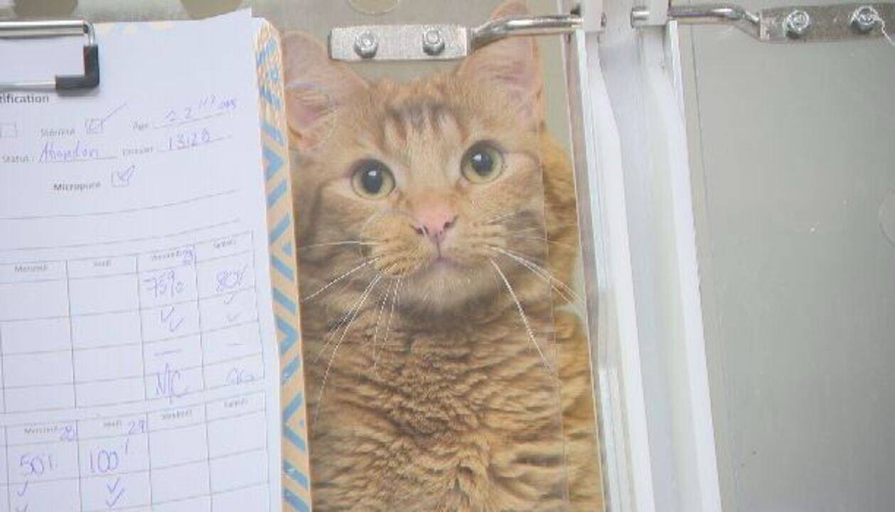 Chats : stress et problèmes urinaires