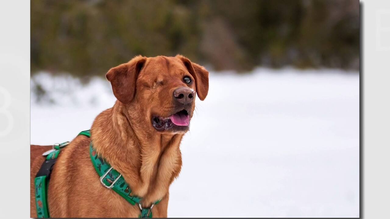 Mission Patte Solidaire