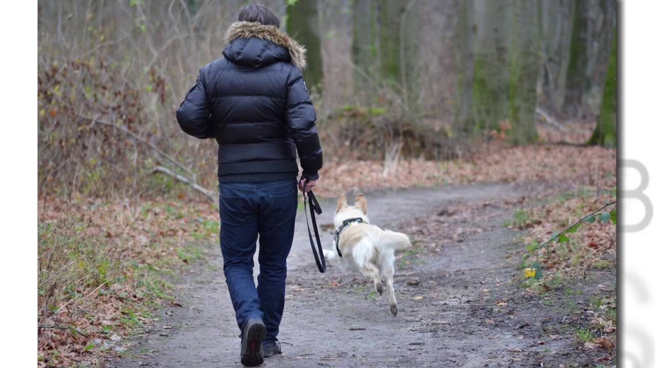 Améliorer la relation entre maitre et chien