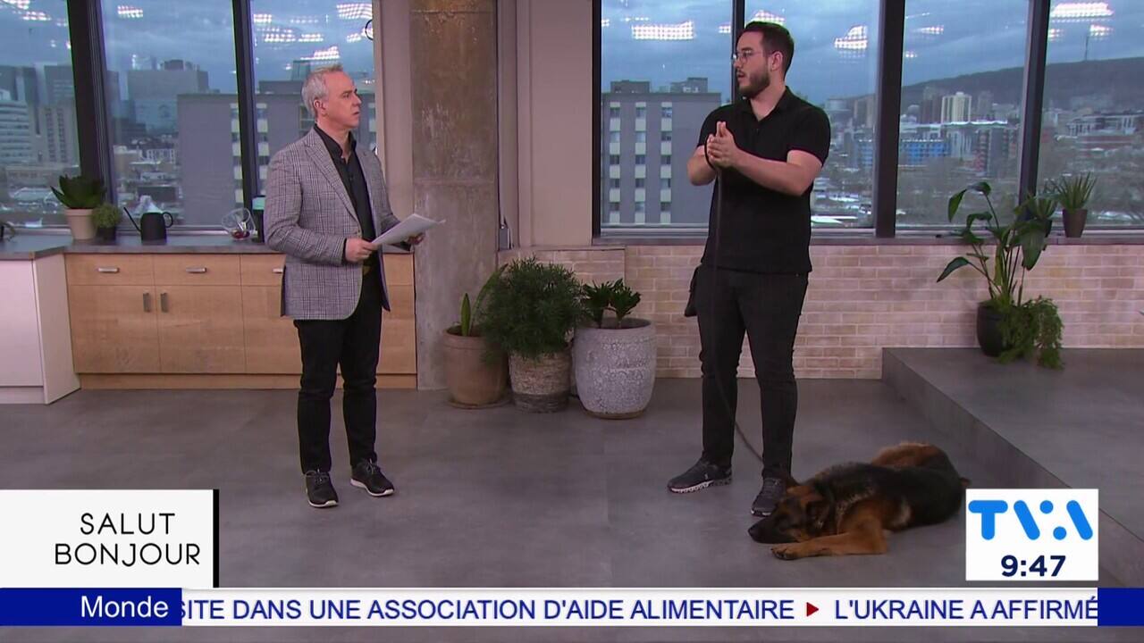Le 9h45: Les bonnes habitudes quand on promène son chien