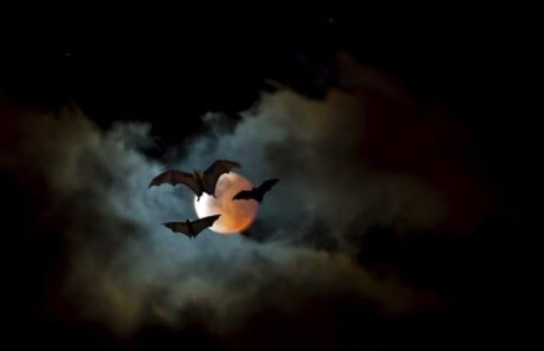 Est-ce que Dracula a vraiment existé ?