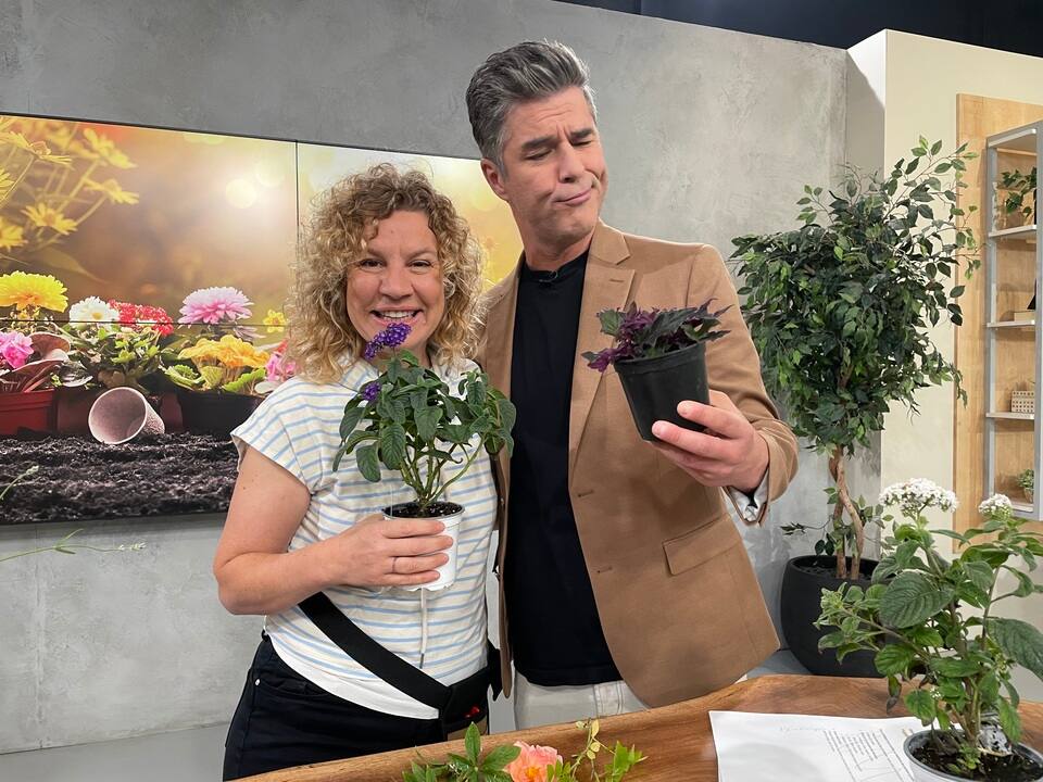 Jardin olfactif : les meilleures plantes pour éveiller vos sens