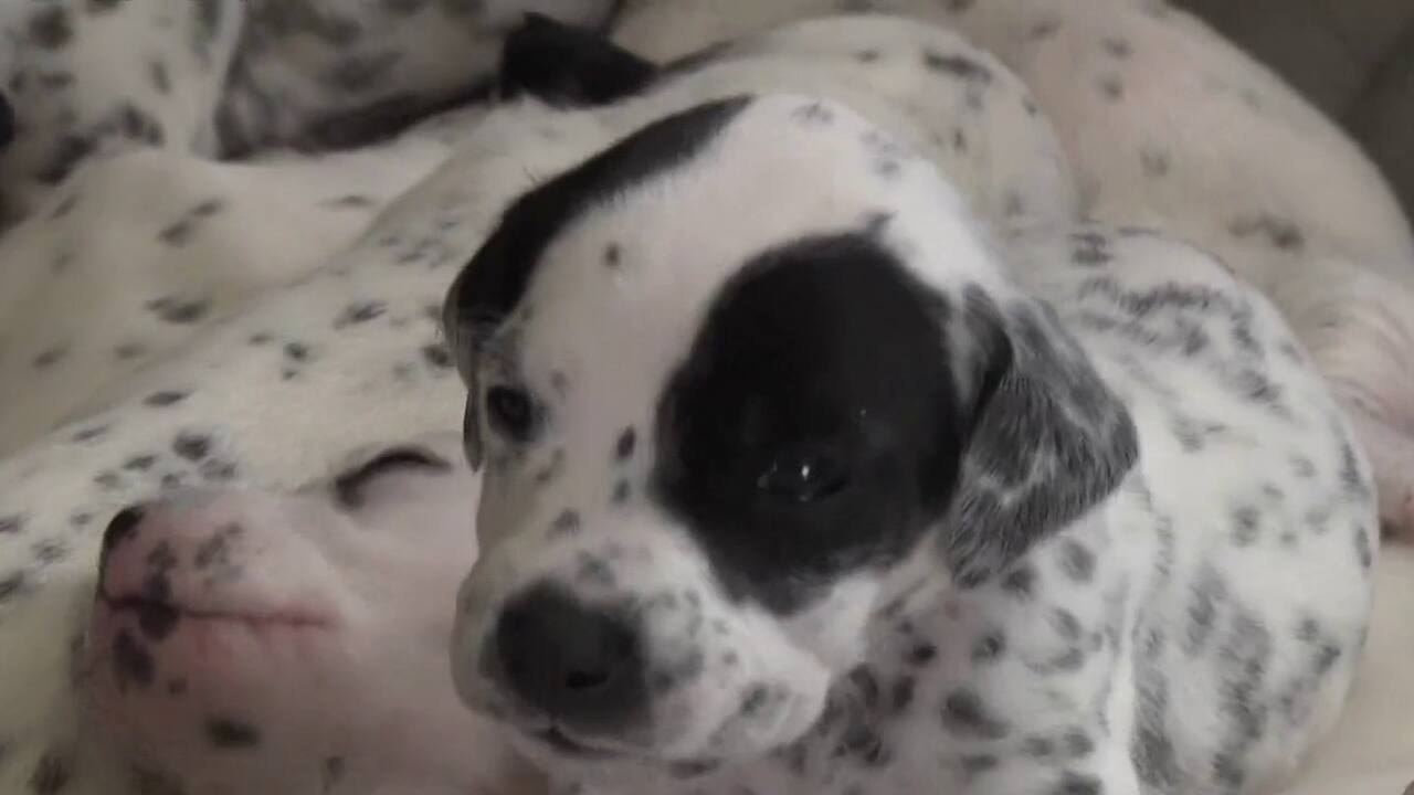 dalmatiens