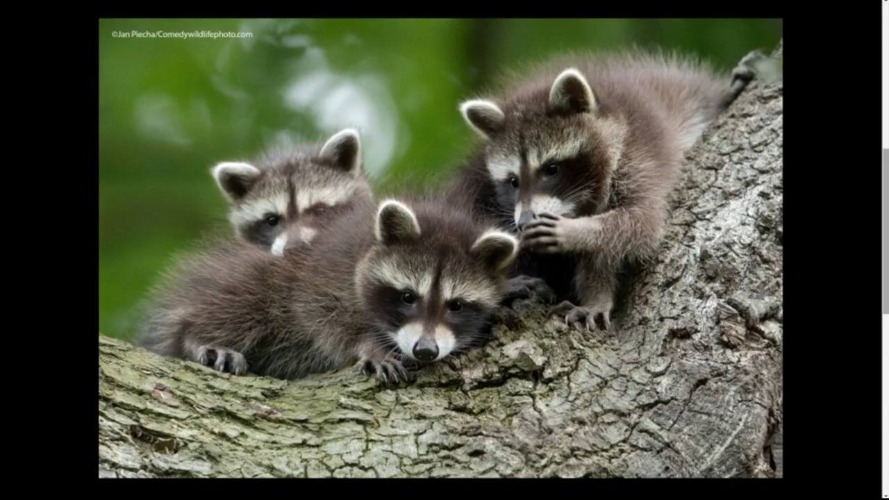 BUZZ: Les photos d'animaux les plus drôles de l'année