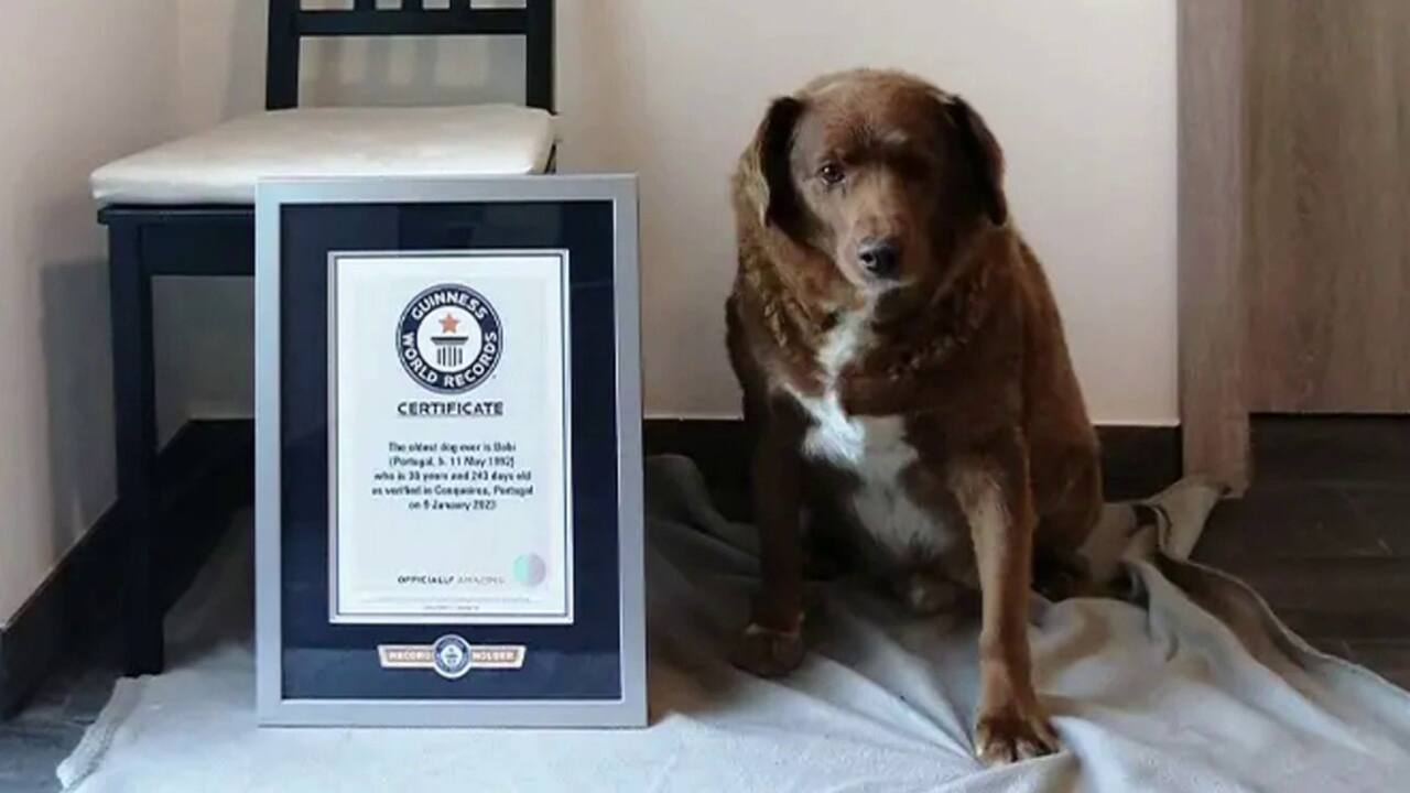 chien le plus vieux du monde