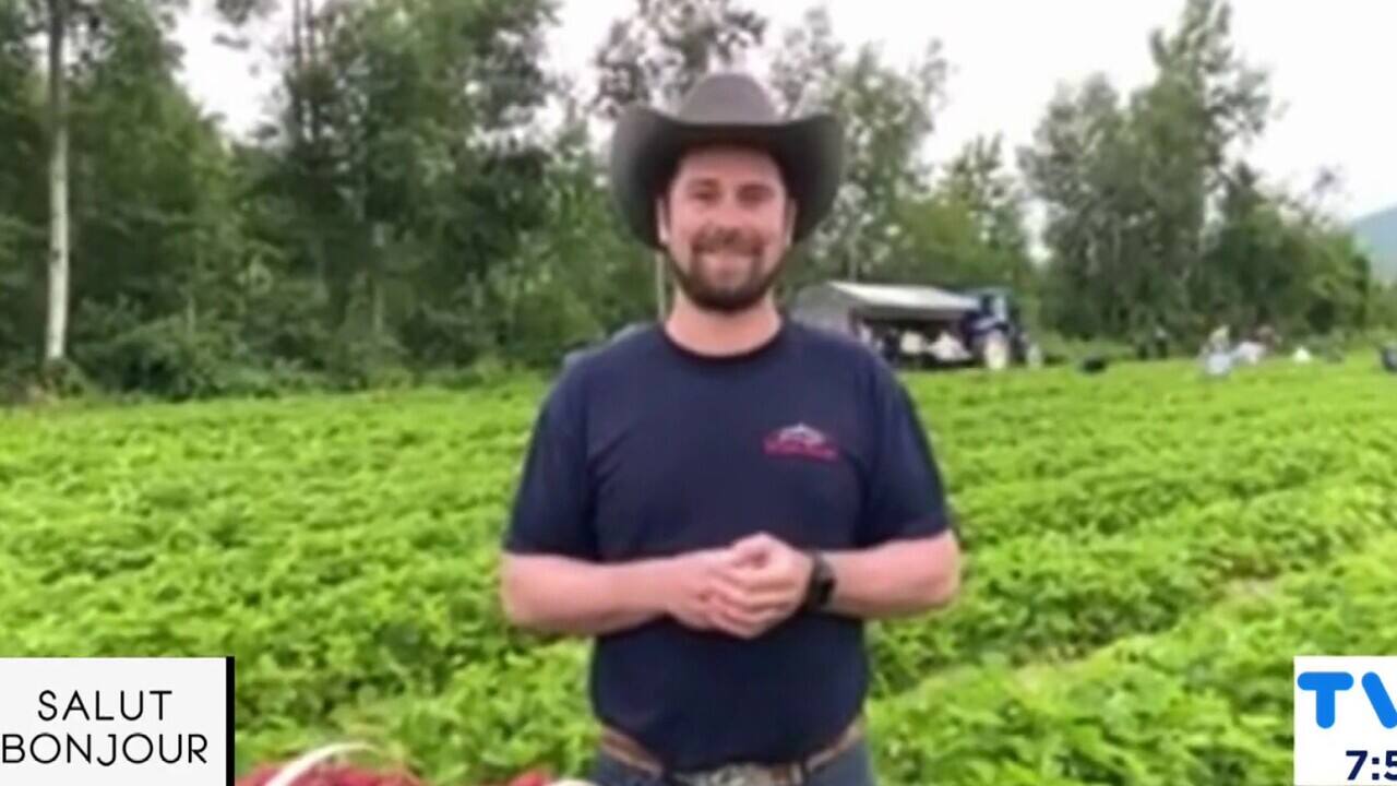 Cueillette de fraises 