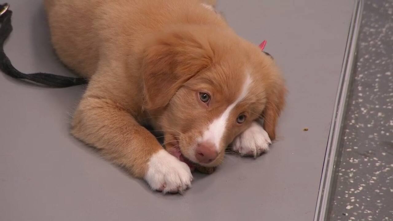 Comment choisir le bon éleveur canin?