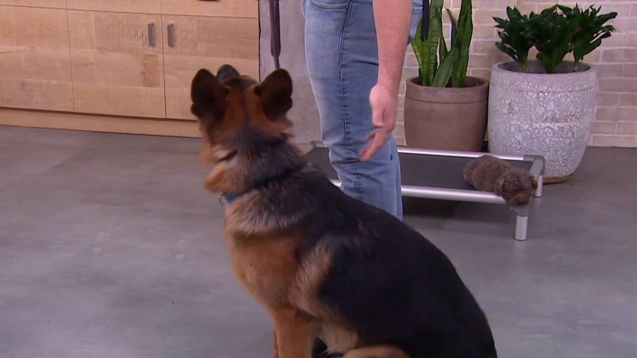 Trucs importants à apprendre à notre chien