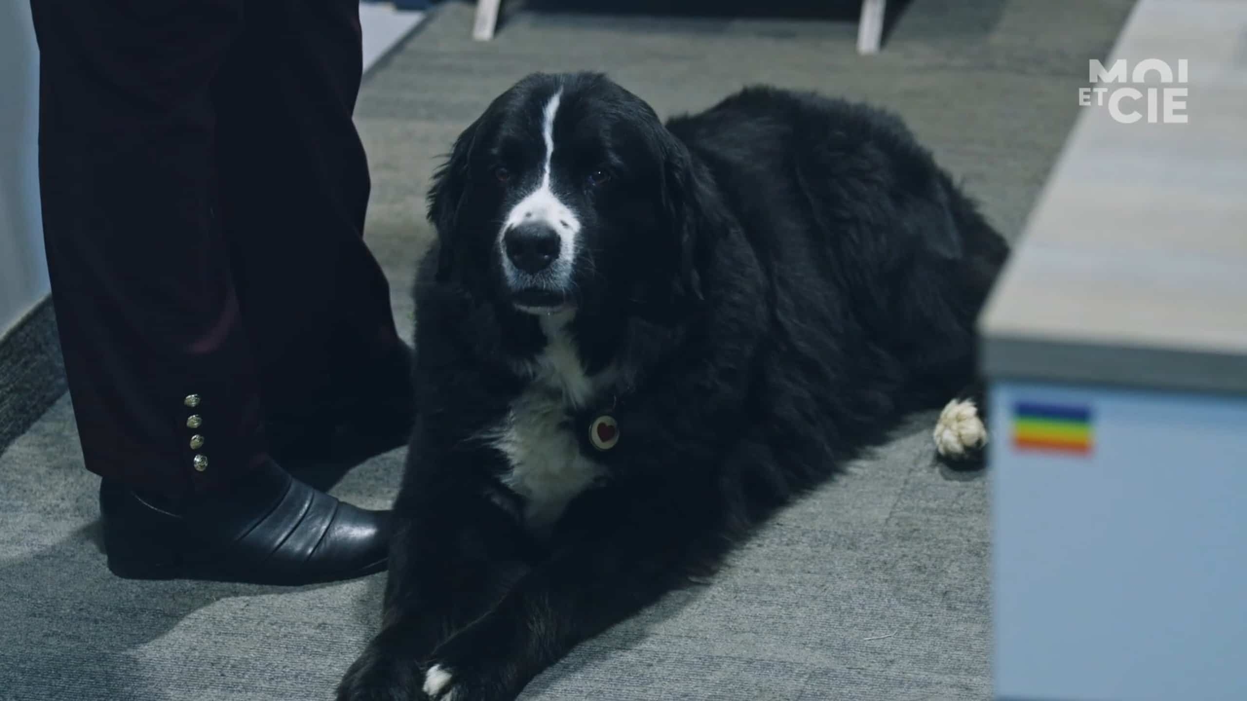 Chien de soutien émotionnel QG TÉMOIN TVA+ TVA+