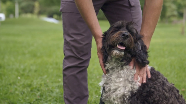Tom le chien Animaux la retraite TVA en rattrapage Tom le chien Animaux la retraite TVA en rattrapage